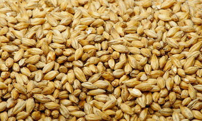 Barley Malt