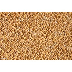 Yellow Mustard Seeds