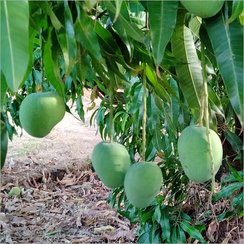 Organic Fresh Alphonso Mango