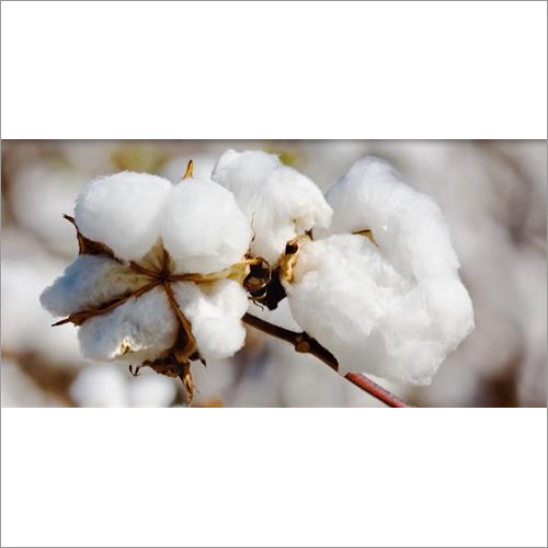 White Raw Cotton