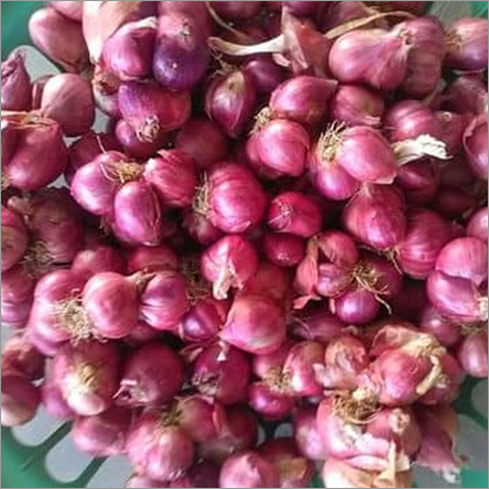 Small Organic Onion