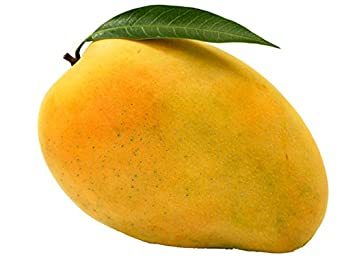 Mango Fruit