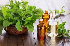 Peppermint Essential Oil - Age Group: Adults