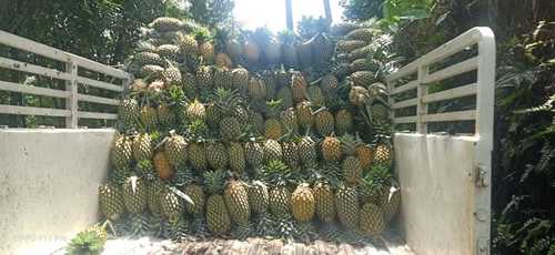 Pineapple Fresh By MKD INTERNATIONAL IMPORT AND EXPORT