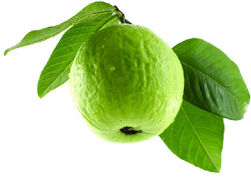 Guava Fresh By MKD INTERNATIONAL IMPORT AND EXPORT