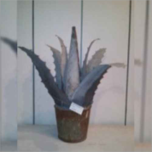 Home Decorative Succulent