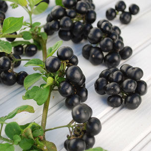 Solanum Nigrum Dry Extract