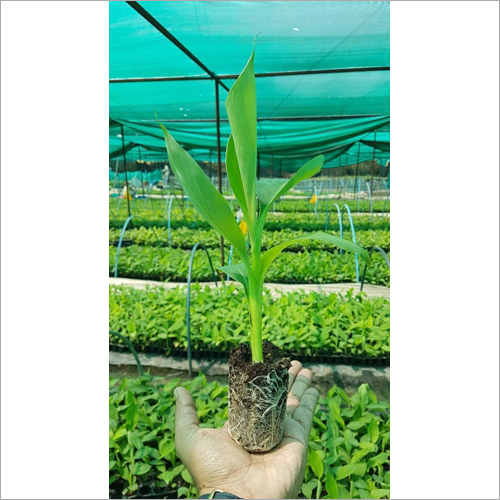 Green Net Pot Banana Plant