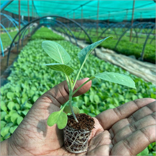 Green Cabbage Plant