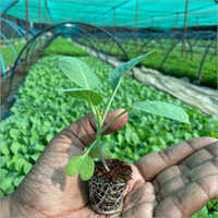 Cabbage Plant