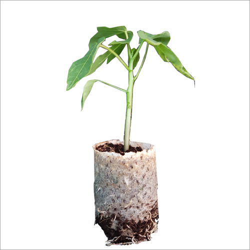 Taiwan Red Lady Papaya Plant