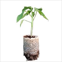 Taiwan Red Lady Papaya Plant