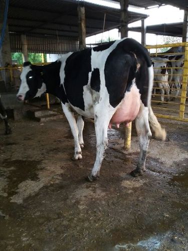 Pure HF Cow - Adult, 400 Kilograms | Shiny White & Black Color, Excellent Milk Production Capacity, Calm Nature, Strong Body Structure