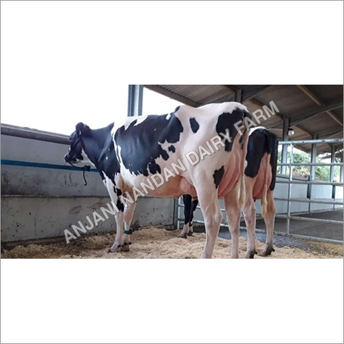 Dairy Hf Cow