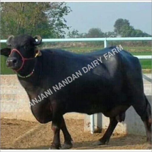 Black Murrah Buffalo - 18 Liter Milk Ready, Adult Breed, Black Color, Dairy Commercial Use