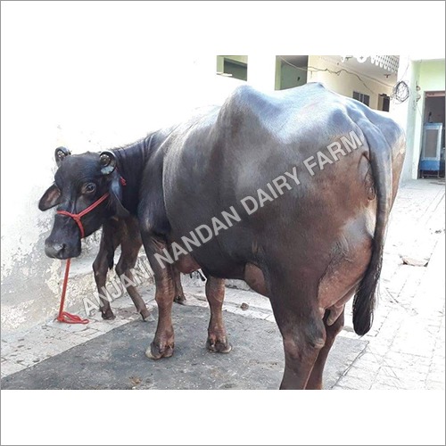 Milking Murrah Buffalo