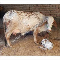 Pure Rathi Cow