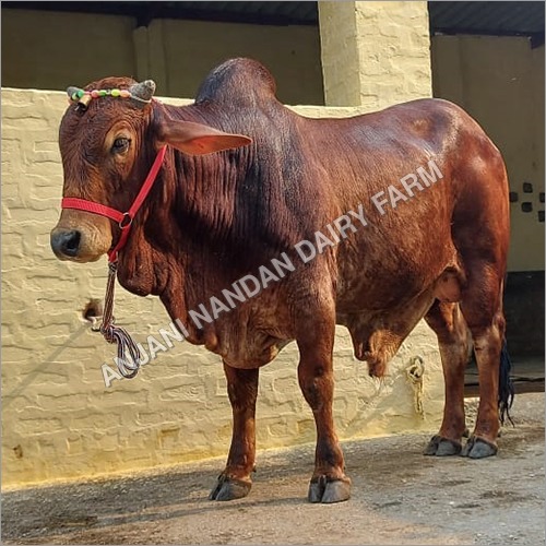 Pure Sahiwal Bull