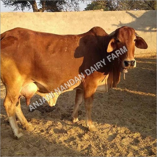 Pure Sahiwal Cow
