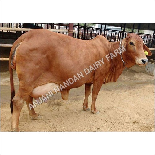 Indian Sahiwal Cow