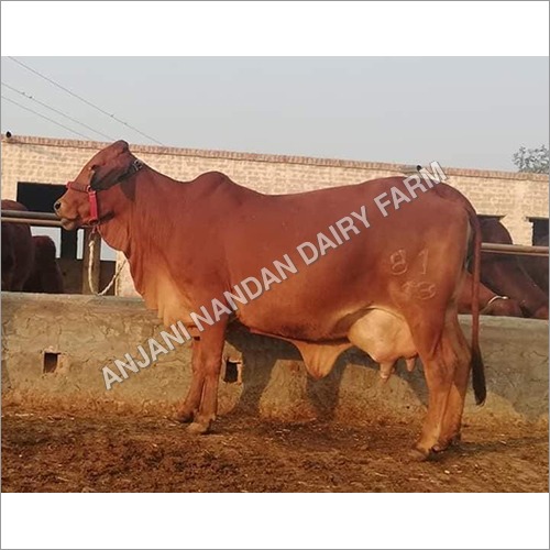 Desi Sahiwal Cow