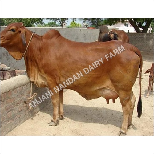 Sahiwal Cow with Calf