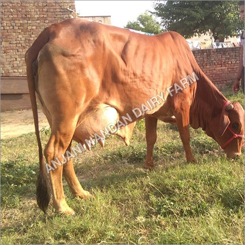 Dairy Sahiwal Cow - Adult Female, Brown Color | High Milking Capacity with Calf