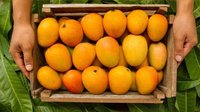 Mango And Other Products