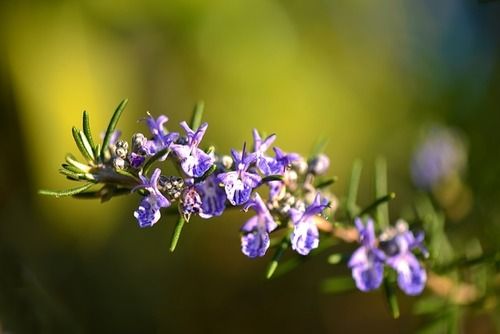 Rosemary Liquid Extract