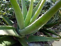 Aloe Vera Oil Extract