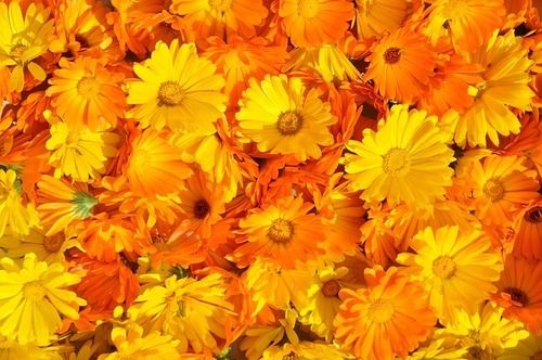 Calendula Oil Extract