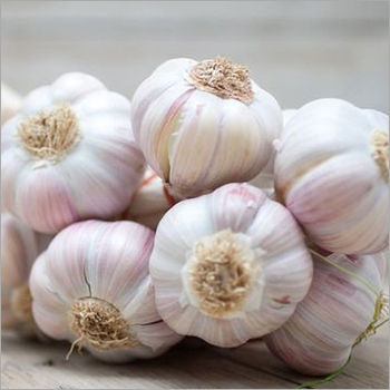 Fresh Garlic - Moisture (%): 63%