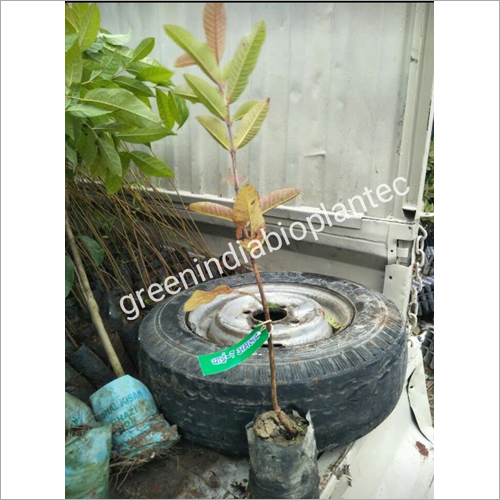 Green Thai Guava Plant