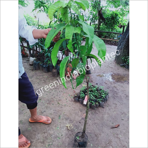 Green Chaunsa Mango Plant