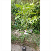 Swarnrekha Mango Plant