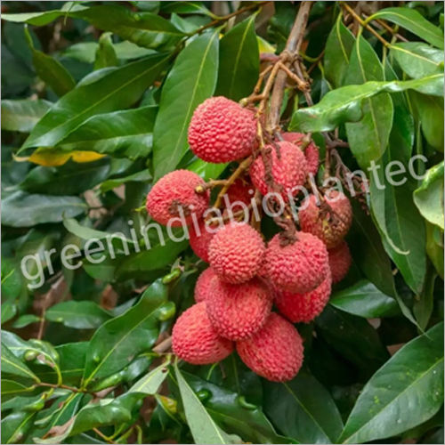 Green Litchi Plant