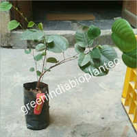Red Sandalwood Plant - Green Foliage | Exotic Indoor Plant, Air Purifying Benefits