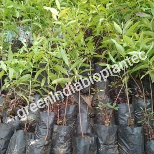 Green White Sandalwood Plant