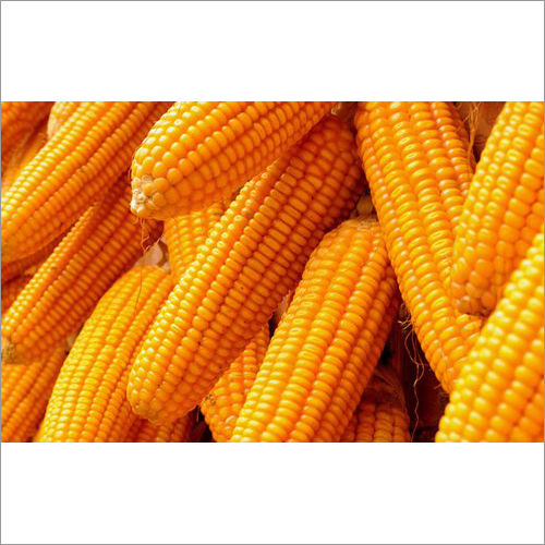 Yellow Corn Maize