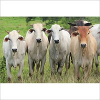 Dairy Cow
