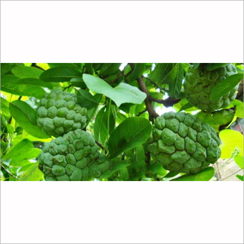 Custard Apple - Organic Natural Shape | Ideal for Culinary Uses Export Quality Worldwide Availability