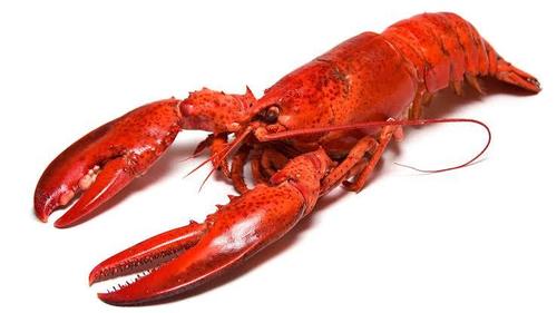 Lobster Lobster