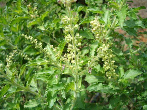 Tulsi Oil Extract