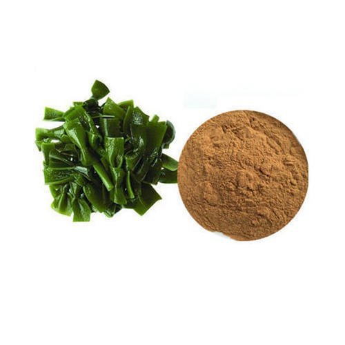 Kelp Extracts