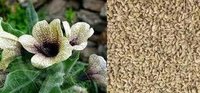 Ajwain Khurasani