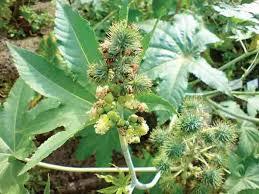 Arandi Herbs By SUNRISE AGRILAND DEVELOPMENT & RESEARCH PVT. LTD.