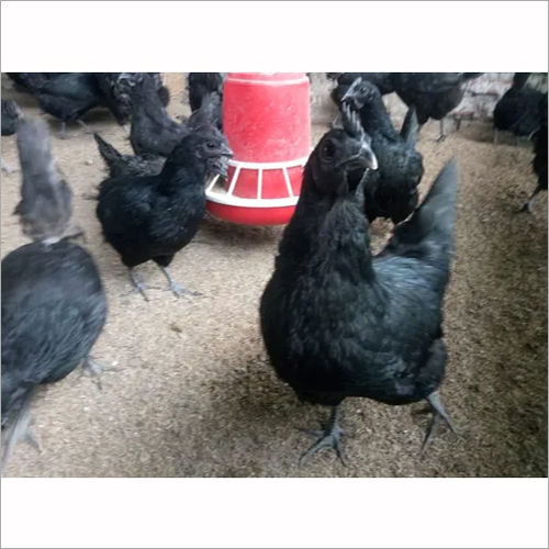 Kadaknath Black Chicken