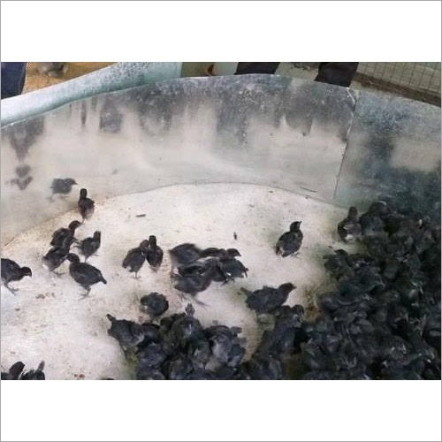 One Month Old Kadaknath Chicken