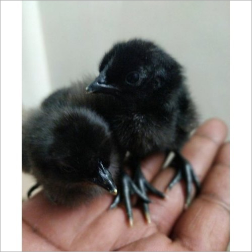 15 Days Old Kadaknath Chicks