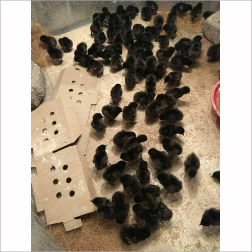 Kadaknath Chick